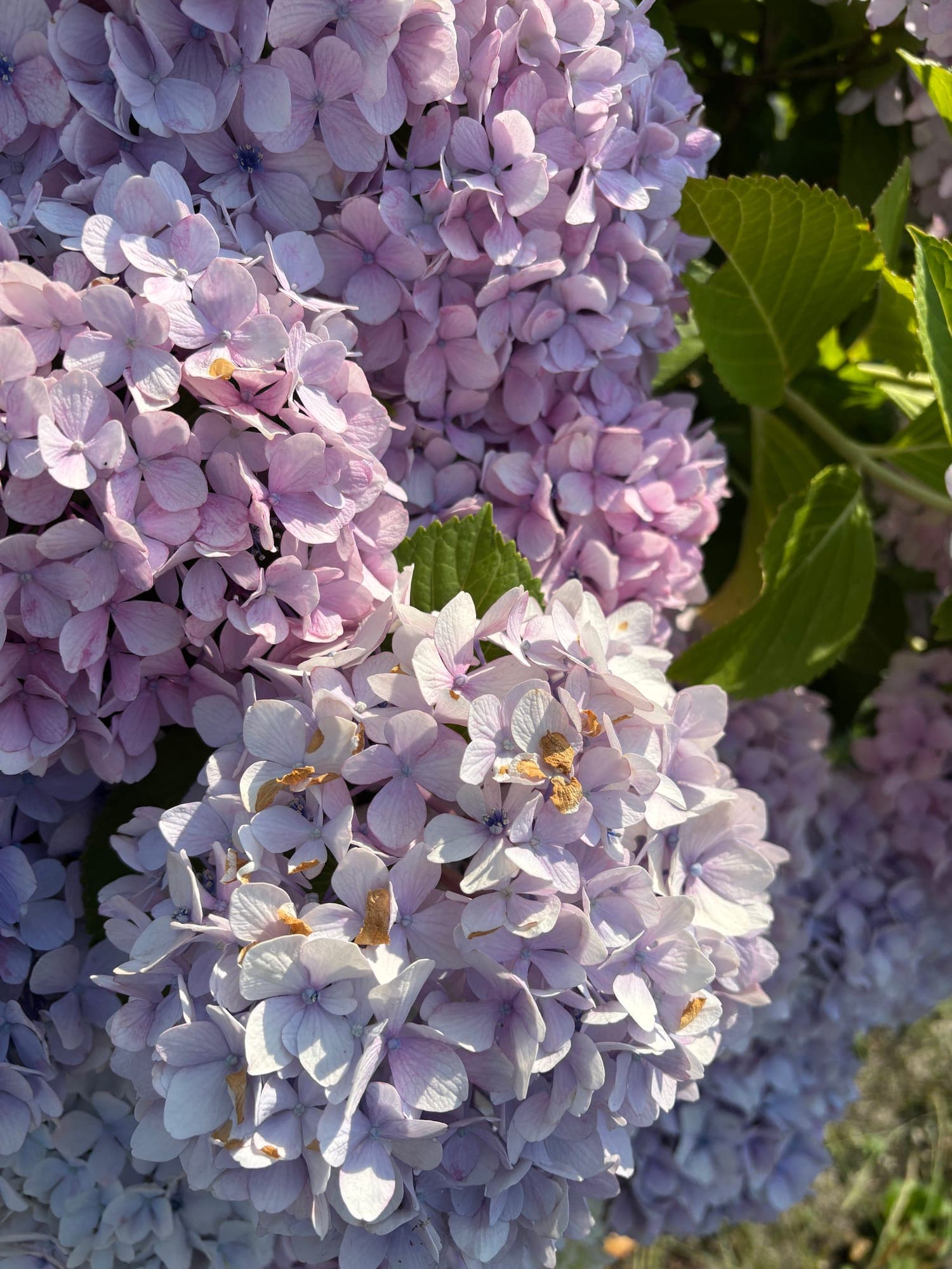 紫陽花