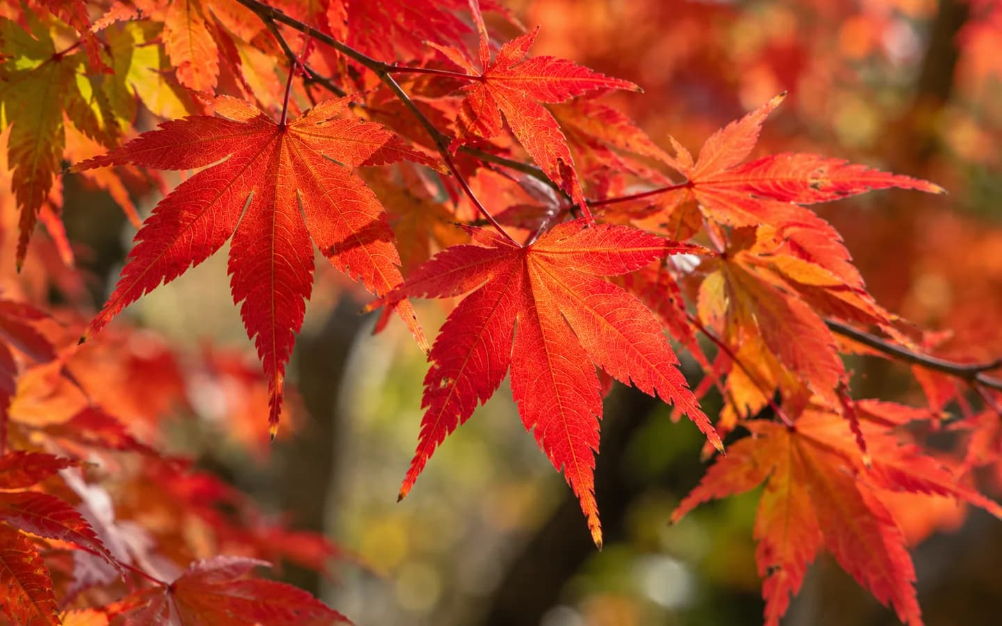 A realistic autumn view of red, orange and yellow maple leaves in a Japanese mountain valley