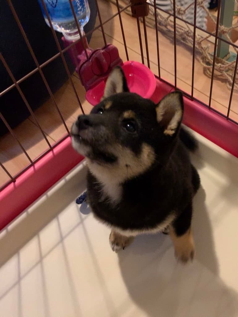 しば犬