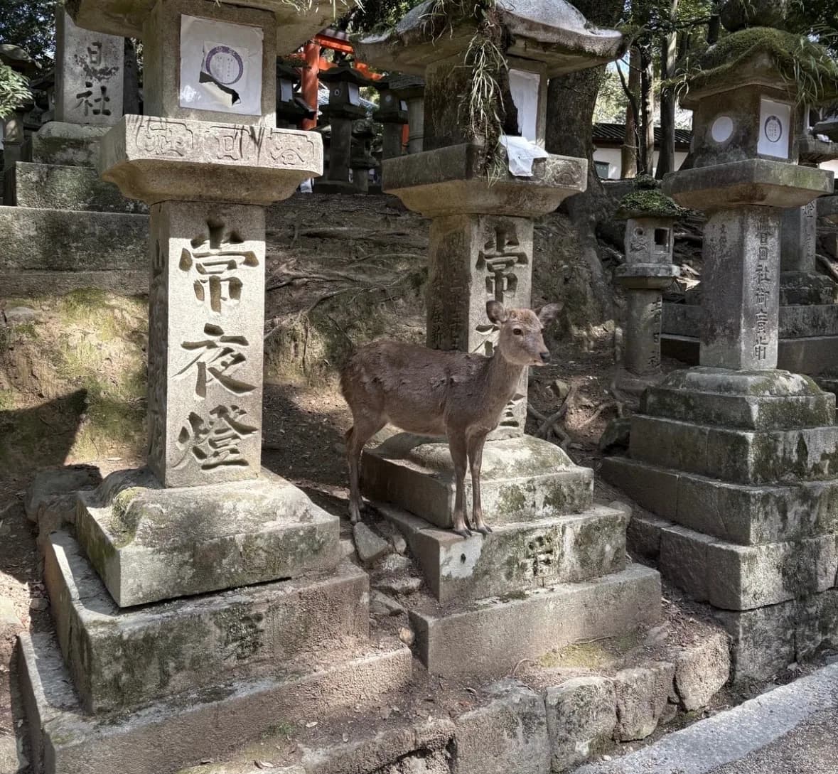 A deer in Nara Park photographed during a student’s trip to Japan