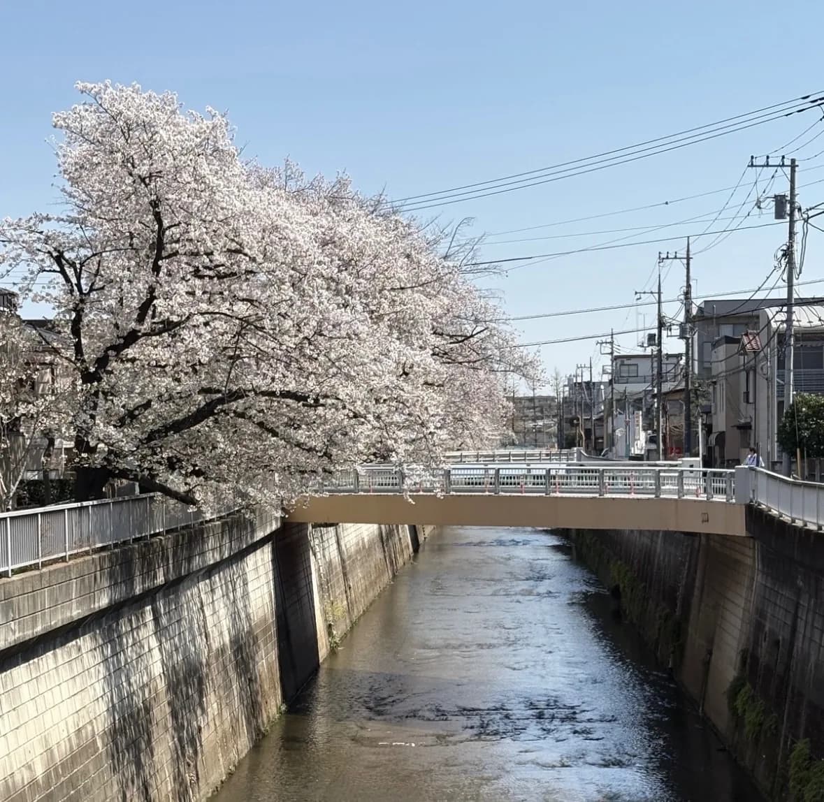 Cherry blossoms in bloom during a student’s trip to Japan