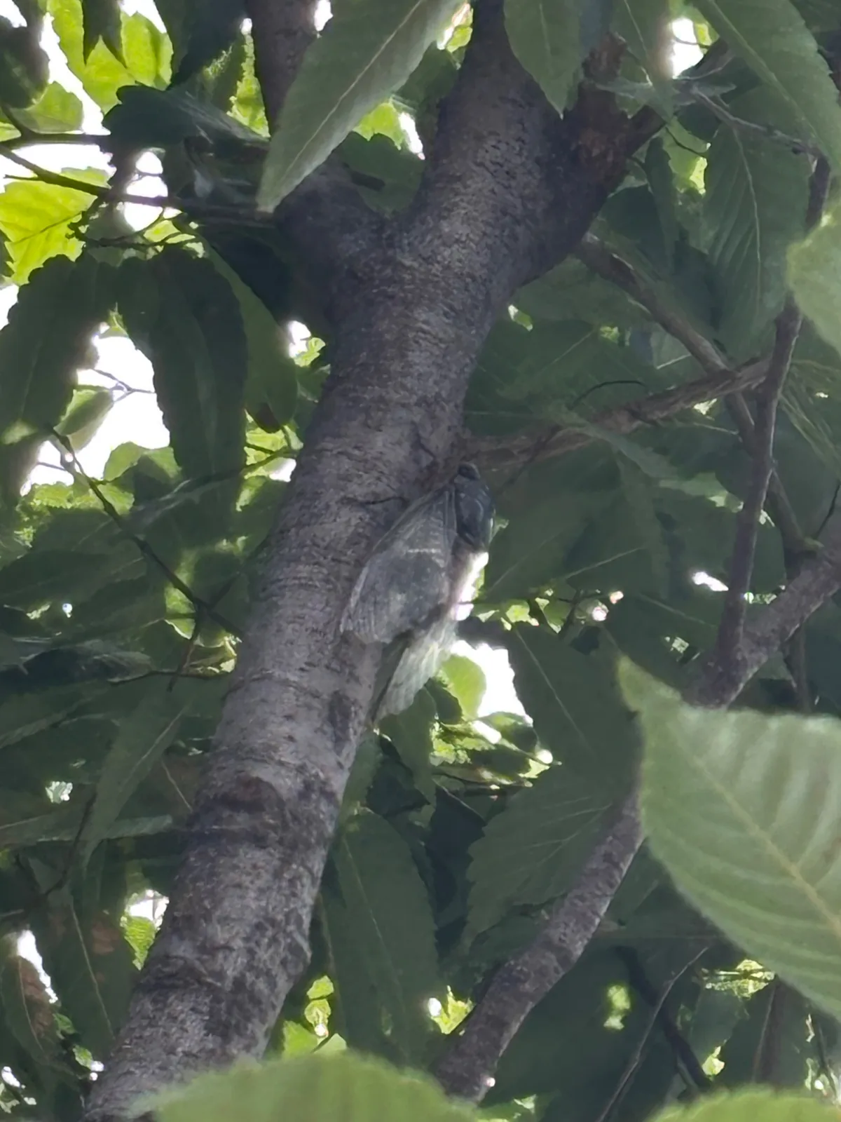 A cicada resting on a tree surrounded by green summer leaves